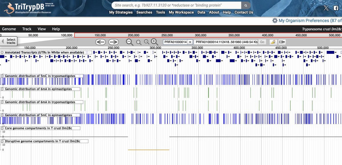 carlos_robello's tweet image. After fantastic work (record time!) by the #TritrypDB team, much of the results of our paper can be found in the browser. Now the core and disruptive regions, 5mC/6mA methylation &amp;amp; RNAseq data are there. Working for the community; thank you! 
@veupathdb  @NatureMicrobiol #Tcruzi