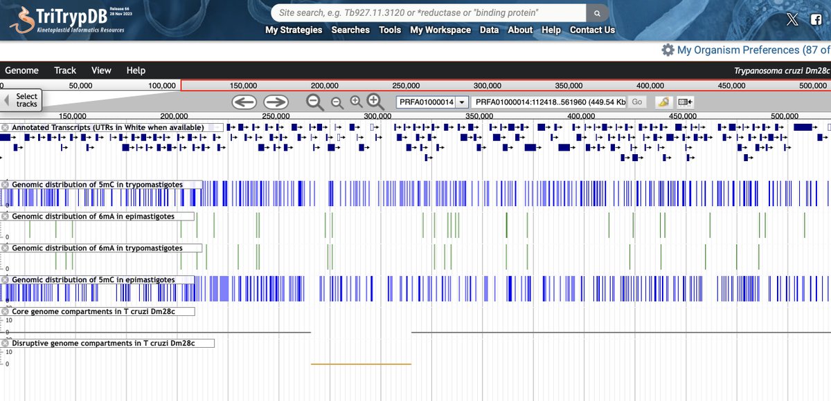 After fantastic work (record time!) by the #TritrypDB team, much of the results of our paper can be found in the browser. Now the core and disruptive regions, 5mC/6mA methylation & RNAseq data are there. Working for the community; thank you! 
@veupathdb  @NatureMicrobiol #Tcruzi