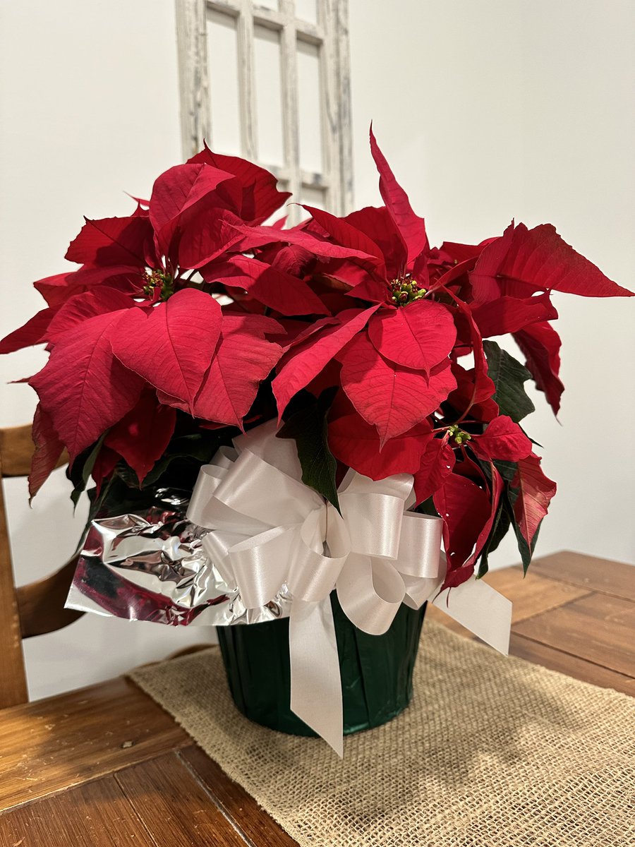 It’s looking festive in here 🎄✨
#holidays #Christmasaroundthecorner #icansmellit