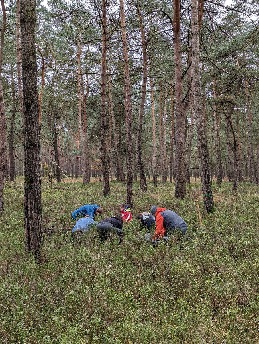 [Day 5] In November I guided the Dutch #SOB4ES fieldwork team to some of my forest sites. 🌲 This European project maps #soil biodiversity for different land uses and land use intensities. 🪱🐜🦠 Can't wait to see data on e.g. nematodes and collembola for my sites! #WorldSoilDay