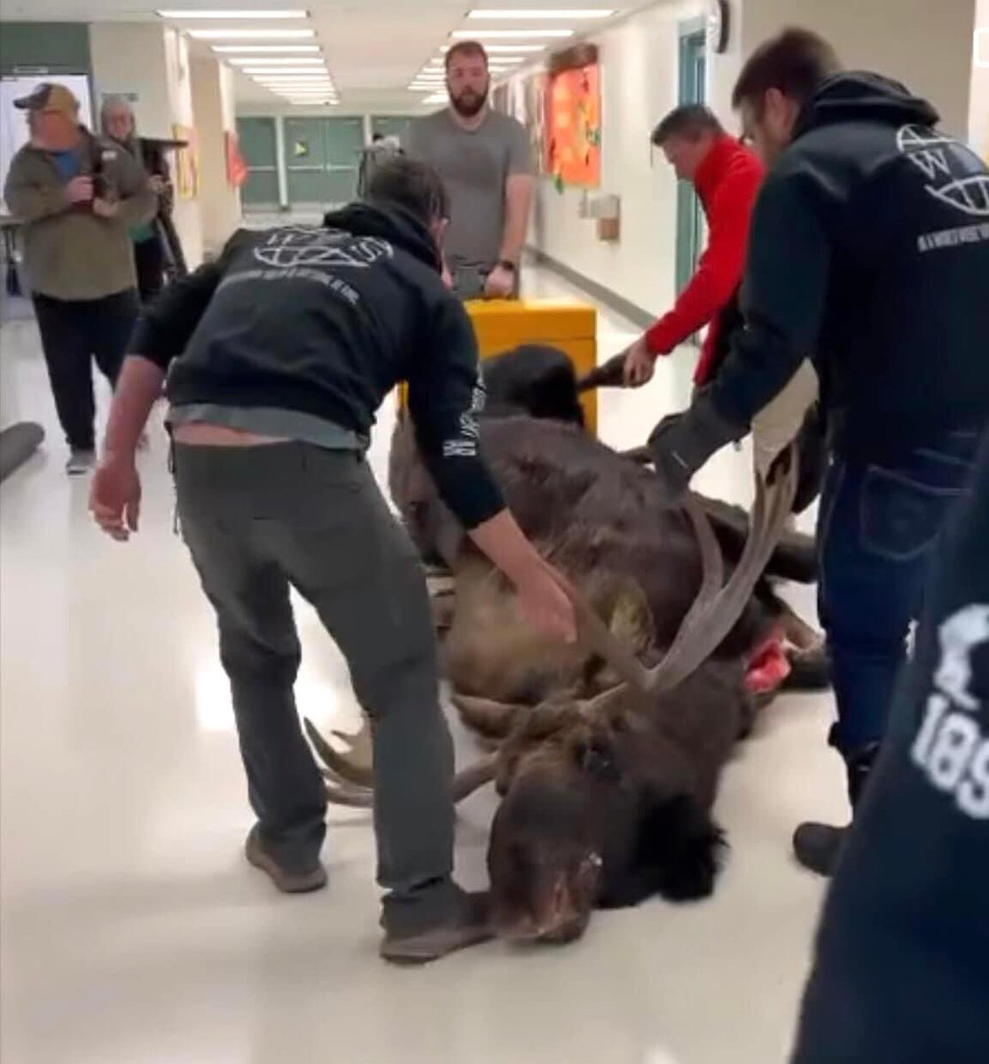 Today in Alaska, a Chugiak High School science teacher brought in a moose for his freshman class to start quartering and processing the meat.
Throughout this preparation, students will be learning about subsistence living and harvesting techniques.