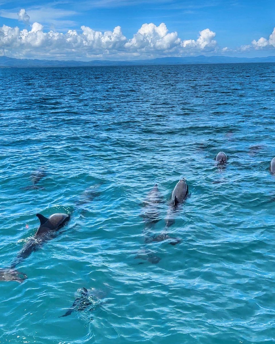 Escaped to the port of Golfito, Costa Rica for the weekend! Golfito is often overlooked by travelers to CR, but it’s got some of the most incredible people and stunning wildlife I’ve experienced living here! 🐸🐬🦜