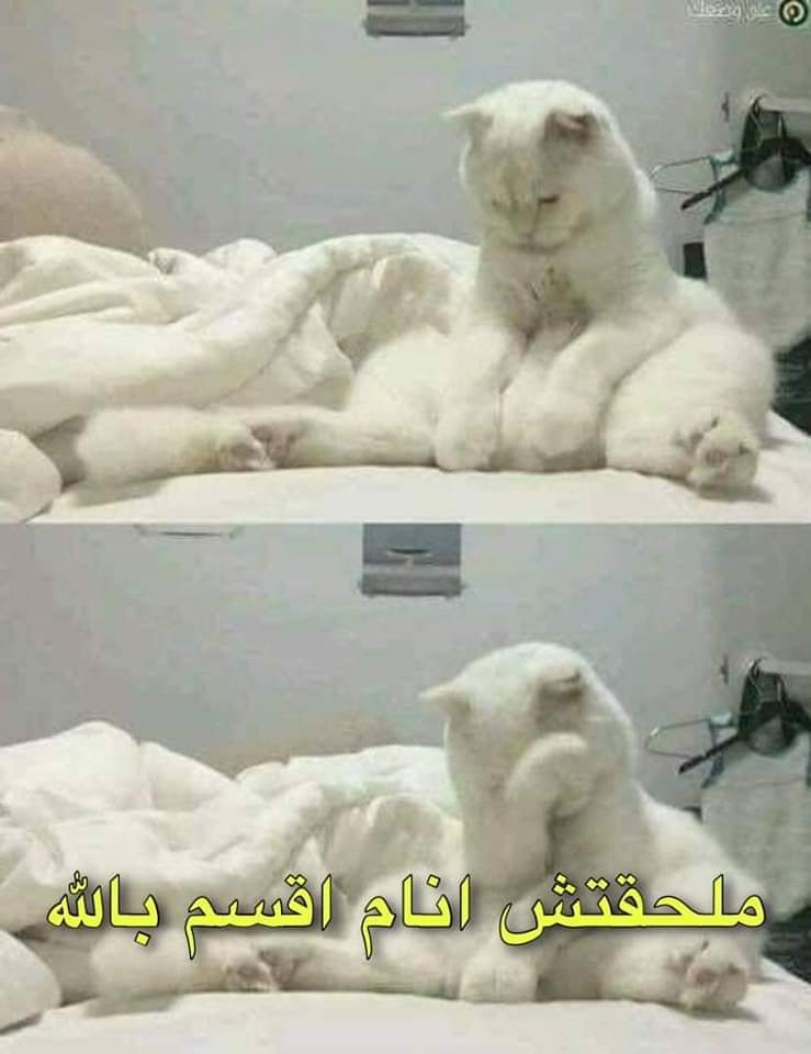 ابو عمر tweet media