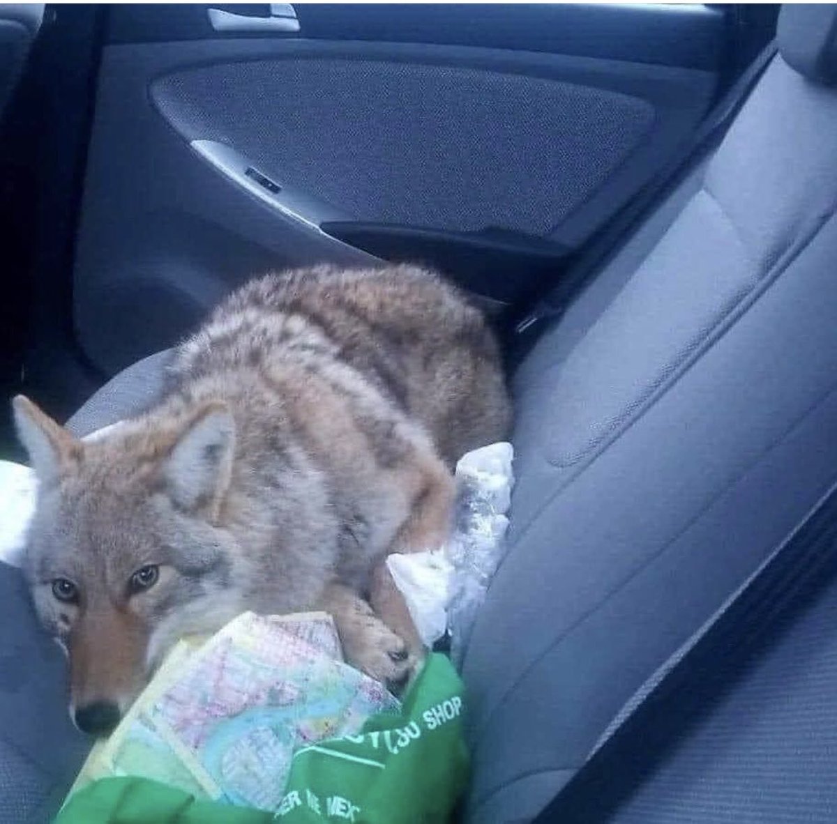 I found this poor guy eating a dead deer on the side of the road. He did not have a collar on and was a little aggressive but I finally got him in my car. He is calm now 😊 If this is your dog please let me know.