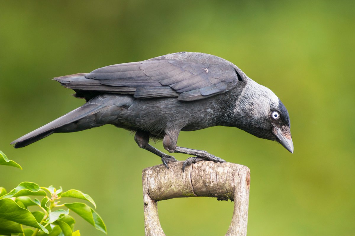 senuuw's tweet photo. I learned a new appreciation for the beauty and cleverness of many types of birds! #WhatIlearnedinWR60 https://t.co/O5k6quVFxQ