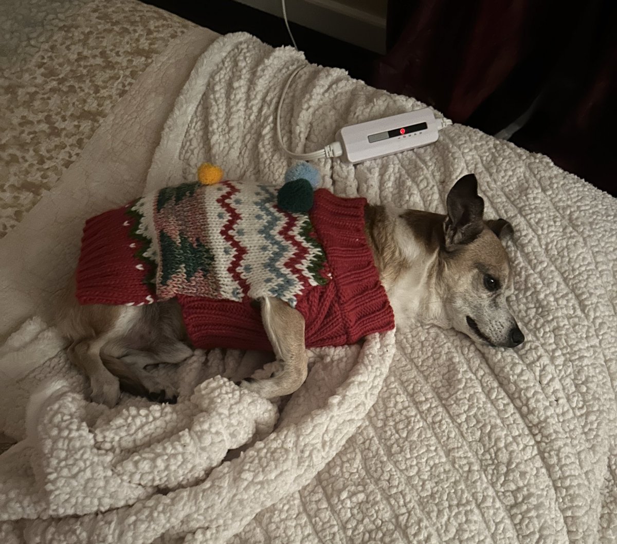 originalspinstr's tweet photo. sparky, my estranged grandfather’s dog, spent his life drowning in cig smoke and receiving no pets. the old bastard died and now sparky lives with my mom, wearing festive sweaters and spending the day unwinding on his heated blankie. the circle of trauma is BROKEN https://t.co/KkVl0PI4iQ