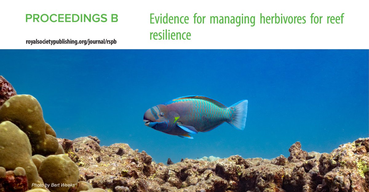 New in @RSocPublishing – Evidence for managing herbivores for reef resilience – We used >20k surveys from #HIMARC @HawaiiReefData to identify that below 80% of unfished biomass, benthic resilience is compromised Open access: royalsocietypublishing.org/doi/10.1098/rs… Thread 👇
