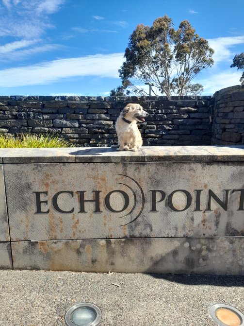 3DogsAust's tweet image. Which way is Echo Point? #bluemountains #katoomba
@NewSouthWales #feelNSW #dogs #summer
