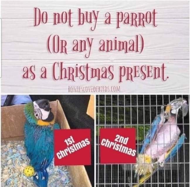 brainybirds_sa's tweet image. Just don't. Please.