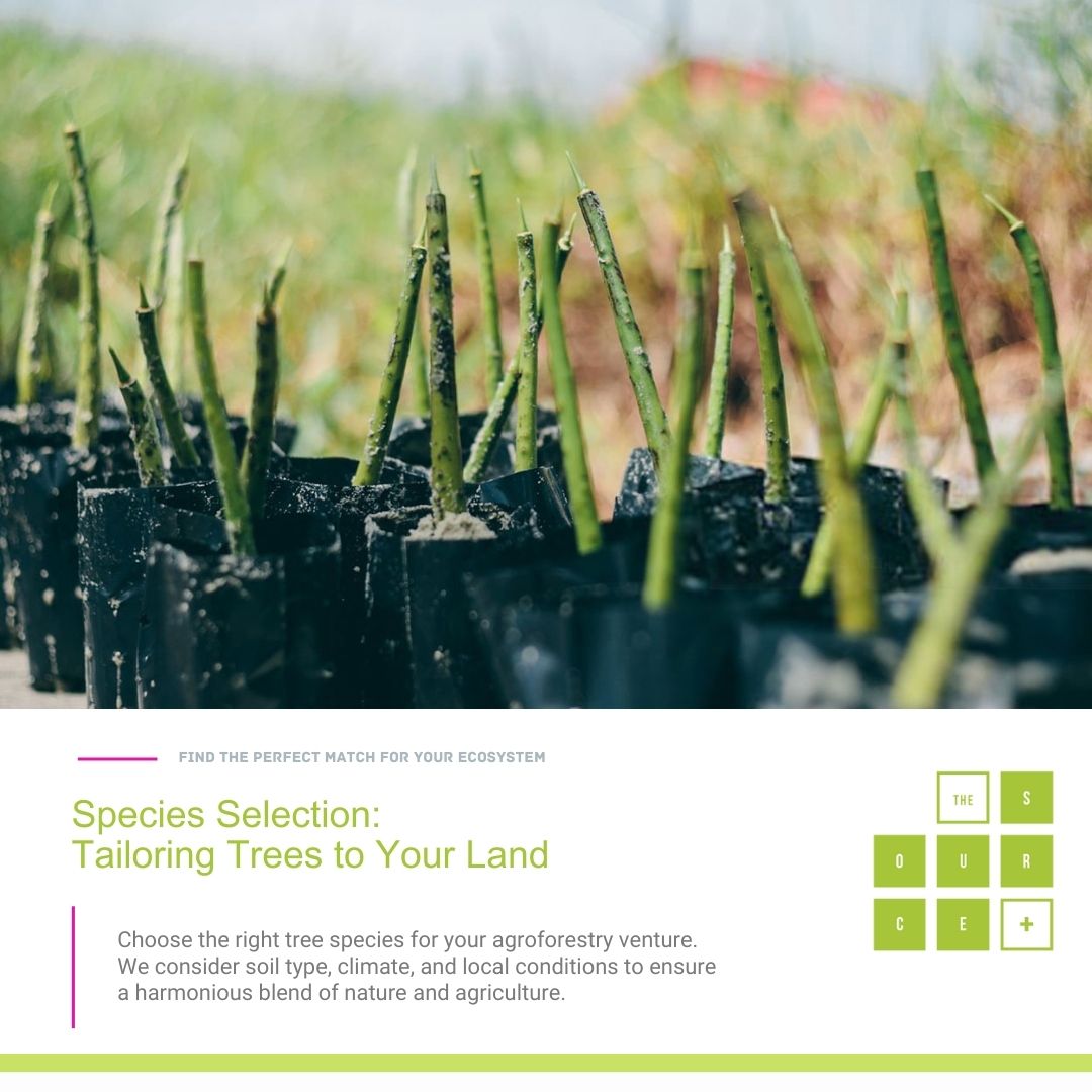 Species Selection: Tailoring Trees to Your Land
Choose the right tree species for your agroforestry venture. We consider soil type, climate, and local conditions to ensure a harmonious blend of nature and agriculture. <a href="/ICRAF/">World Agroforestry</a> <a href="/FAO/">Food and Agriculture Organization</a> <a href="/BeeConservancy/">Honeybee Conservancy</a> <a href="/BioversityInt/">Bioversity International</a>