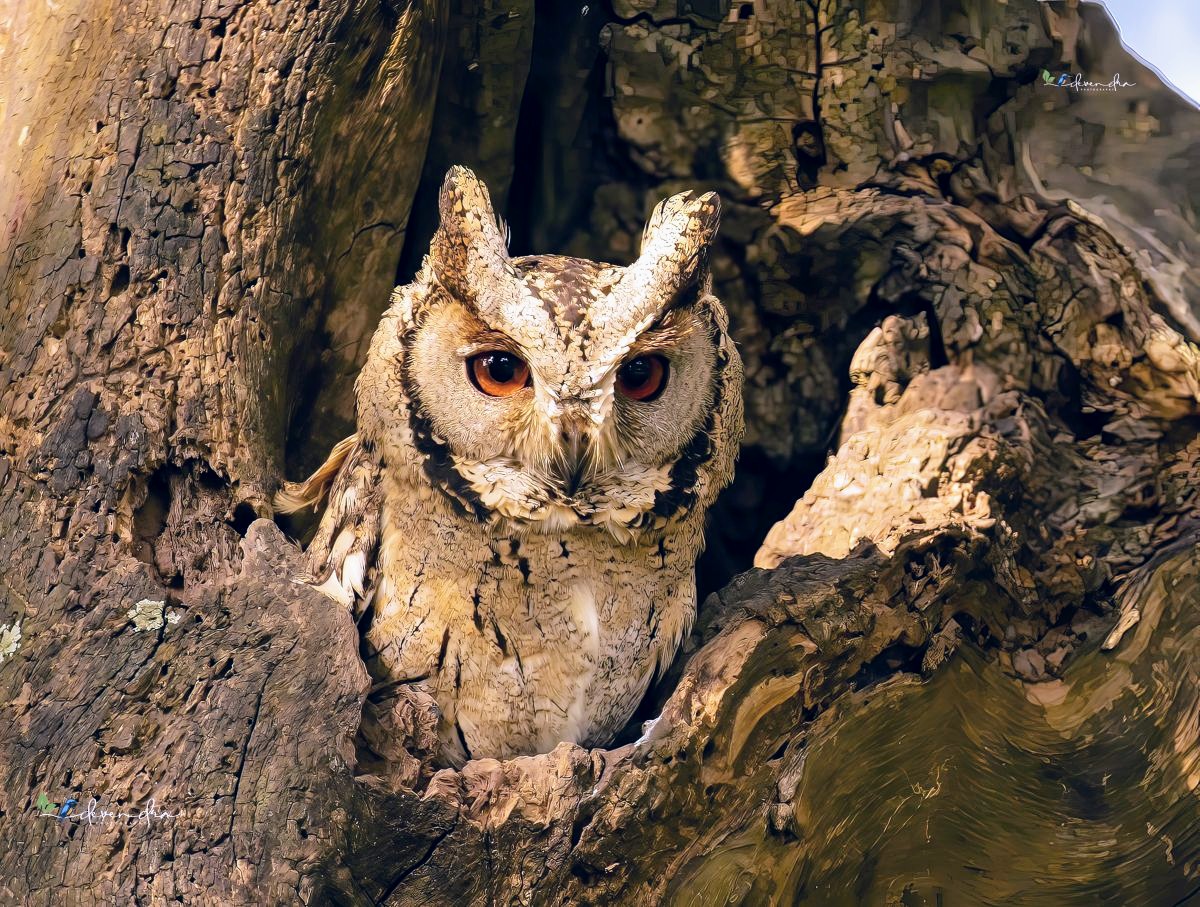 Beautiful creation, The Indian Scops Owl 
#TwitterNaturePhotography #TwitterNatureCommunity #twitterbirds #birdphotographers_of_india #owls #birding #IndiAves #natgeoindia #natgeolens
