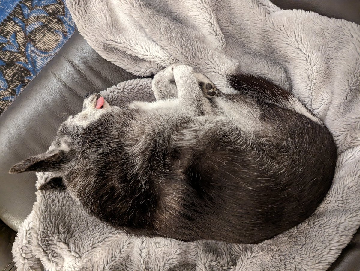 MilesSleeping's tweet photo. https://t.co/bHbTV5IFyN
