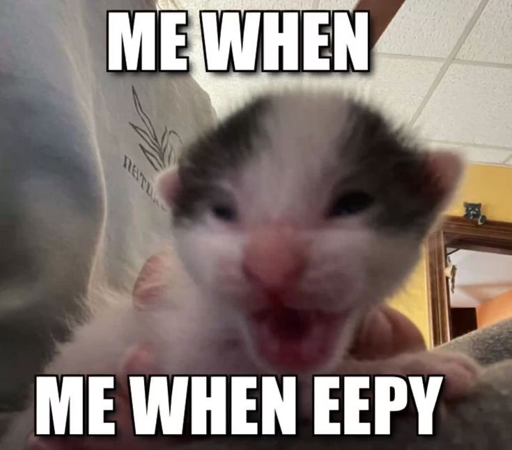 ShowYourCat's tweet photo. https://t.co/EeKb92ezP7