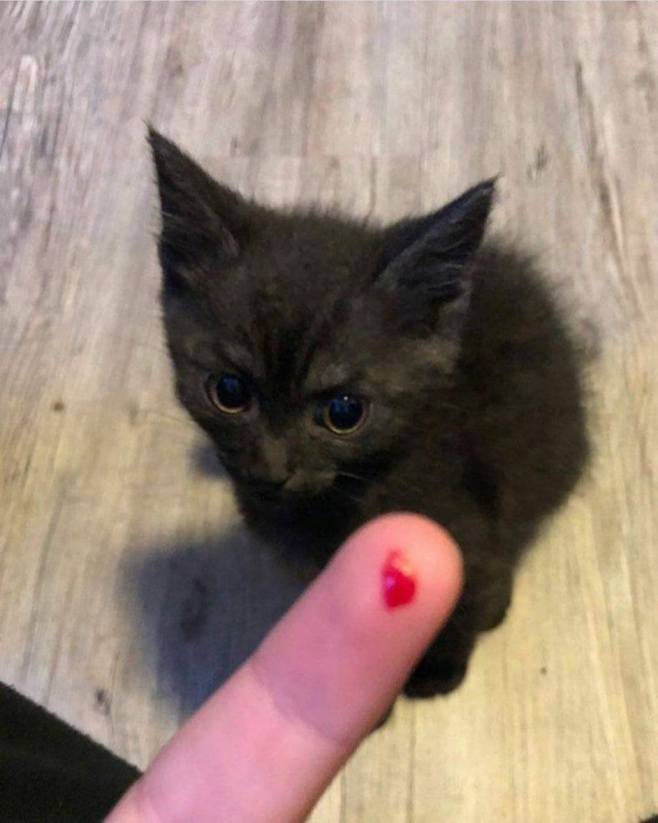 Why you should have a cat tweet media