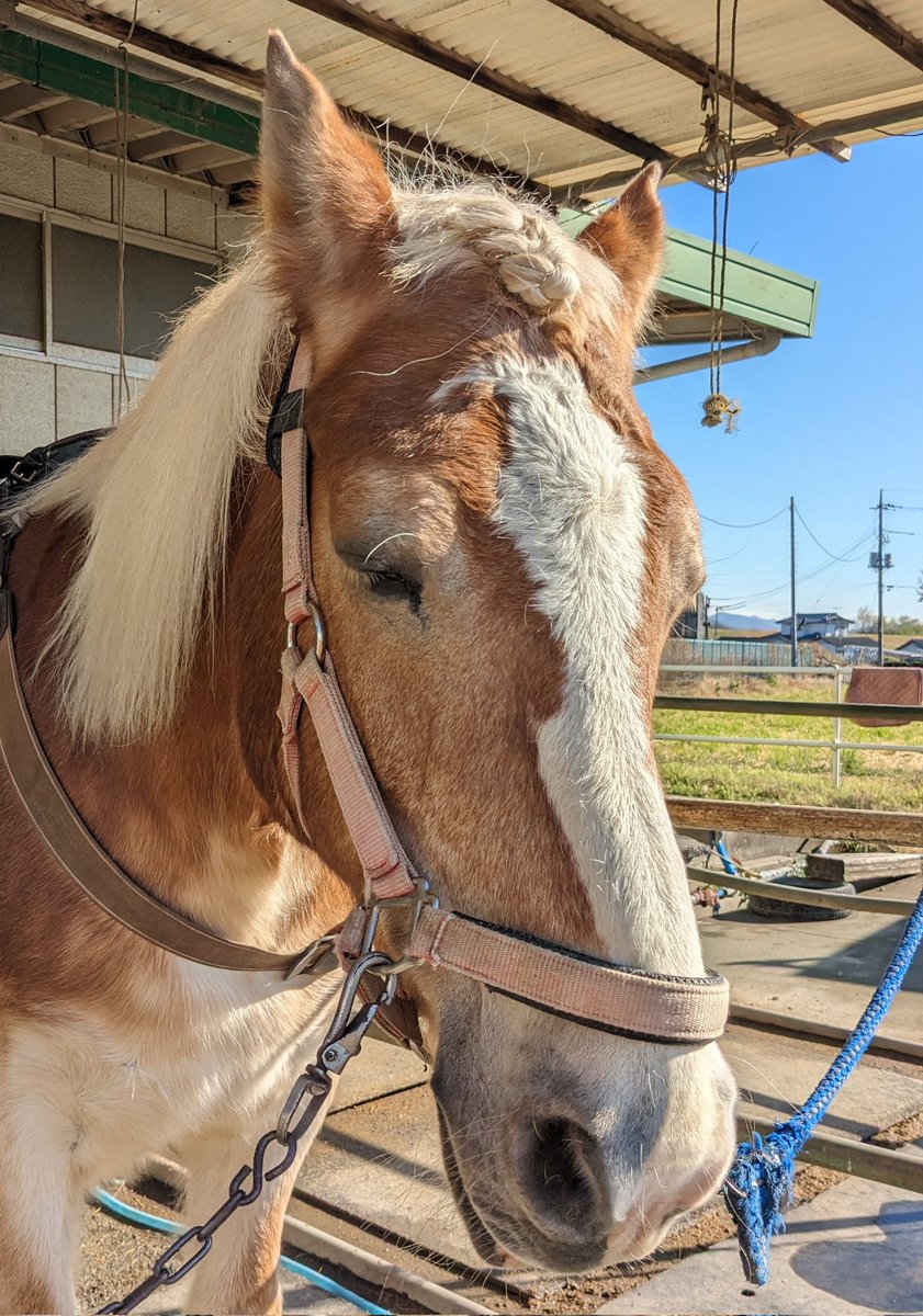 みつあみコンビ

#馬 #サラブレッド #群馬県 #太田市
#KRC #乗馬クラブ #乗馬体験 #初心者歓迎 #乗馬レッスン #馬術 #馬場馬術 #ブリティッシュ #ウエスタン