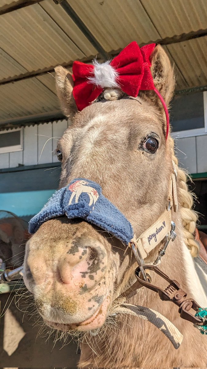 クリスマス仕様のポニョちゃん🎅

#馬 #サラブレッド #群馬県 #太田市
#KRC #乗馬クラブ #乗馬体験 #初心者歓迎 #乗馬レッスン #馬術 #馬場馬術 #ブリティッシュ #ウエスタン