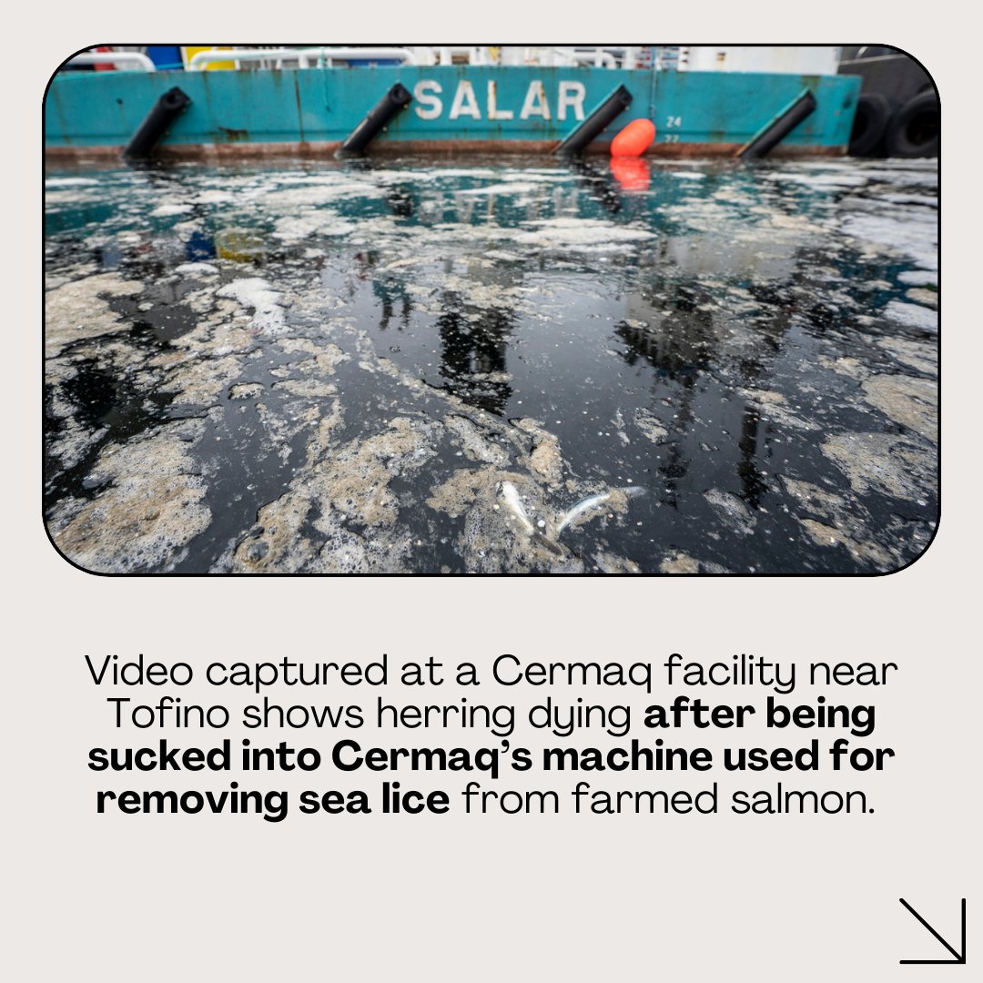 wildfirstcanada's tweet image. Ocean-polluting salmon farms in BC waters are responsible for a record number of wild fish deaths in 2022—a total of 817,265 according to DFO.  

Salmon farming practices, such as the removal of sea lice through a suction machine, result in collateral death and damage to wild…