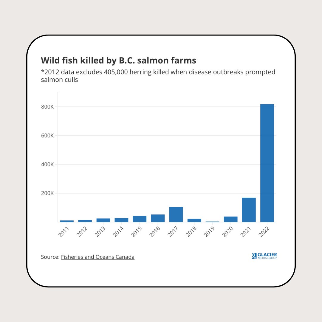 wildfirstcanada's tweet image. Ocean-polluting salmon farms in BC waters are responsible for a record number of wild fish deaths in 2022—a total of 817,265 according to DFO.  

Salmon farming practices, such as the removal of sea lice through a suction machine, result in collateral death and damage to wild…