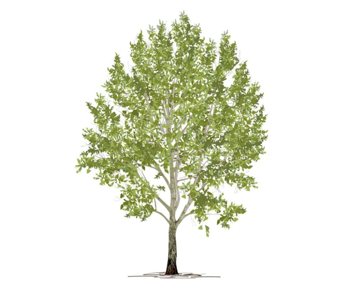forest_network's tweet photo. The Natural Resources Research Institute (NRRI) based at the University of Minnesota-Duluth, has completed development work on InnovaTree, a hybrid poplar that NRRI says should grow to its full 75 feet in height within 10 years.

Read more: https://t.co/EIxFxEskyy https://t.co/2GwiTVLl9u