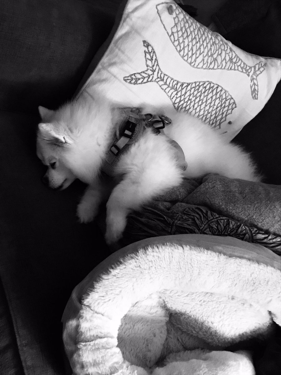 angelpharmd's tweet image. This pup surely knows how to crash after her last walk of the evening. “Tori the Tornado” has buried herself in pillows and her doggie bed. 

#SpoiledPup
#Pomeranium 
#SweetDreams