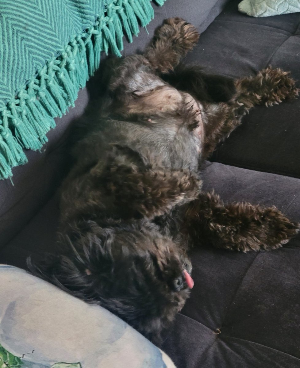 FelixthePugzu's tweet photo. When you're home alone for the first time in what feels like weeks!

#starfish #theWHOLEcouch #naked #tongueouttuesday #LunaLooPugzu https://t.co/PeFveGdidE