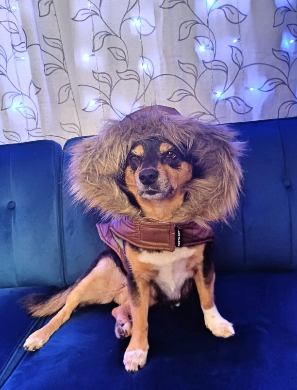 barkwiki's tweet photo. ❤️🐶 A Happy Dog Adoption Story: Deeogee (Mixed Breed)

Nathan says “She came from a farm in Kentucky where a lady rescues dogs. Luckily, the one we wanted came to us at the right time.”

#dog #dogs #dogtwitter #dogsoftwitter #barkwiki https://t.co/AUY5nOmK8k
