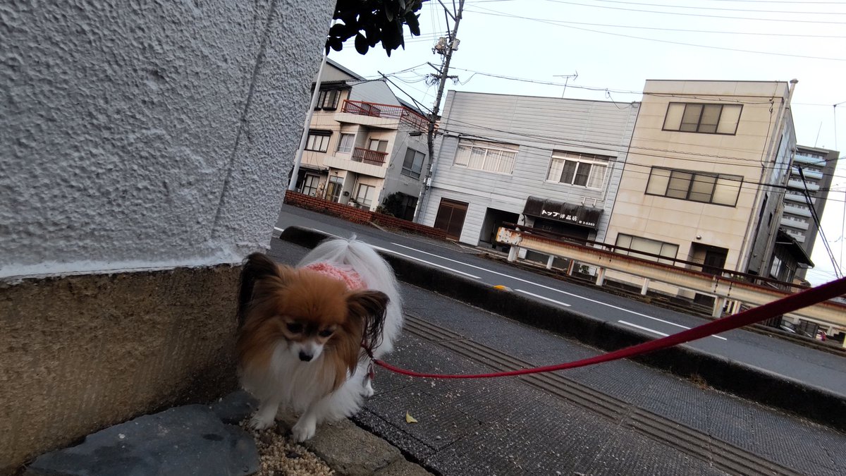 hiikonoshima's tweet photo. ナミちゃん散歩 12/6朝 7:15-7:40
しぶとく起きないひぃこ母に対し
膀胱へ一撃の鮮やかなお手並み
ナミちゃん🐶…デキる女ね🤣
#パピヨン #お散歩 #犬のいる生活 
#犬好きさんとつながりたい https://t.co/NBFPue3GHW