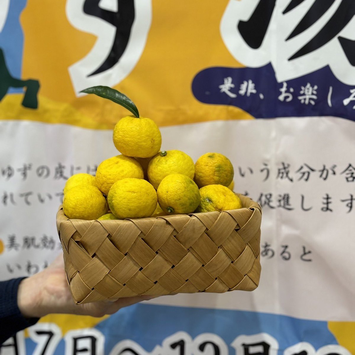 Welfare2018's tweet photo. ゆず湯2023！
老健ウェルファーでは12/7(木)から12/13(��)まで、少し早めの「ゆず湯」を行います！
沢山のゆずを浮かべます！
皆様、温まって下さいね！

#ゆず湯 
#柚子湯 
#冬至 

#ゆずの葉は違う植物の葉です

#介護老人保健施設 #老健 
#ウェルファー 
#デイケア #通所リハビリ
#杉並区 #方南町 https://t.co/VwEfQQJPUg