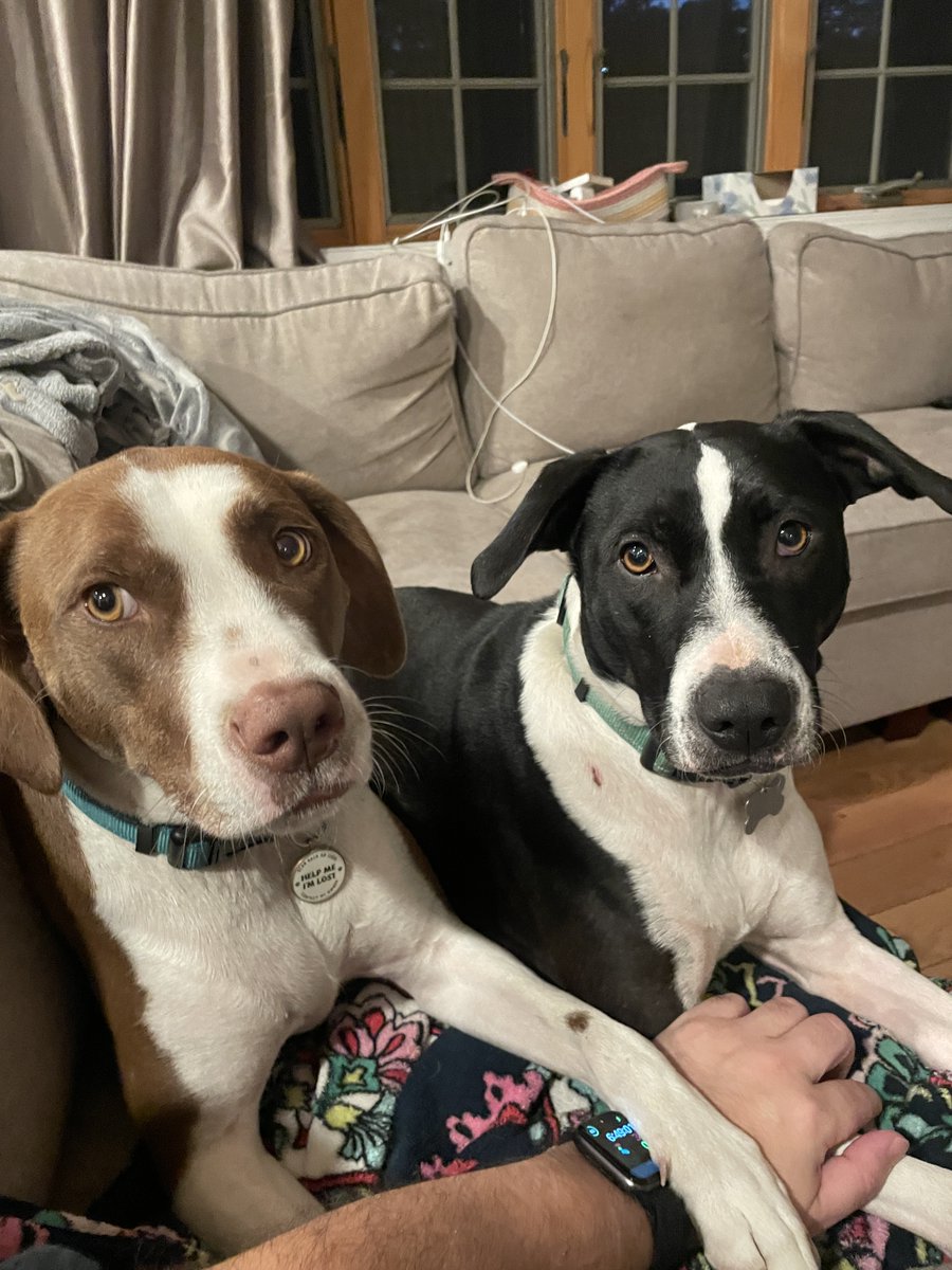 Who needs a nice dopamine hit after today? I do. Share a picture of your #rescuepet or #anypet for that matter. Here are mine and @shannonshaming bestest frens Penny and Prudence