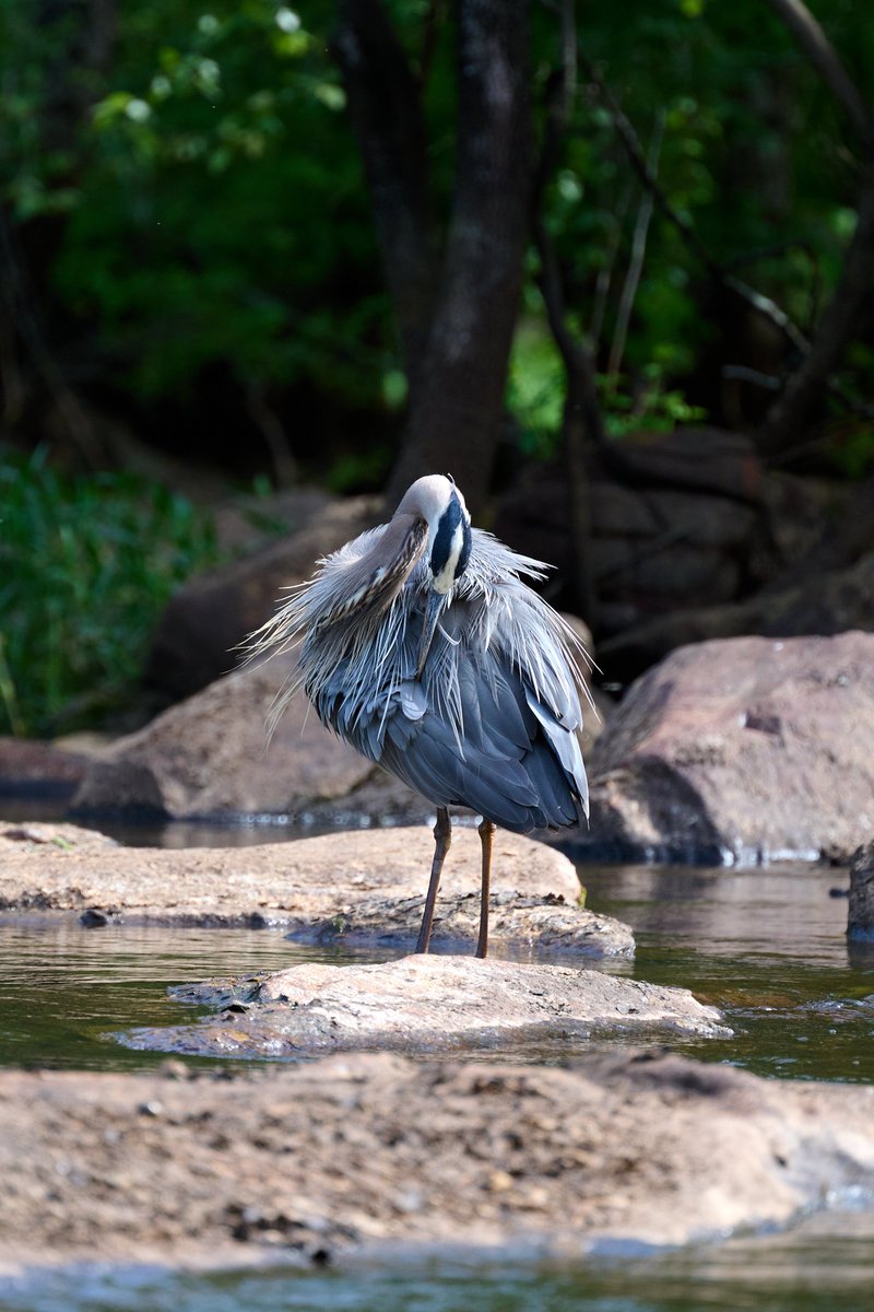 Great Blue Heron from this summer!

#birdsofprey #photography #birdsoftwitter #birdsseen2023 #wildlifeonearth #photographychallenge