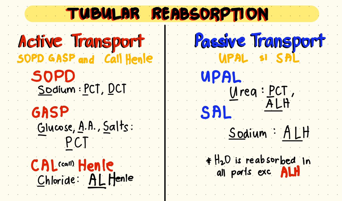 💧TUBULAR REABSORPTION💧

#mtleclues #clinicalmicroscopy #studytwt #rmt