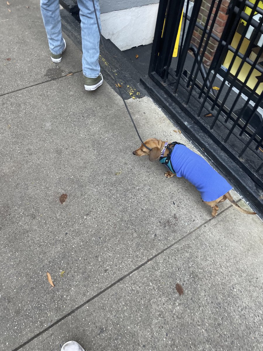 NYCweeniepics's tweet photo. sweater weather https://t.co/Tt2Seyfvhb