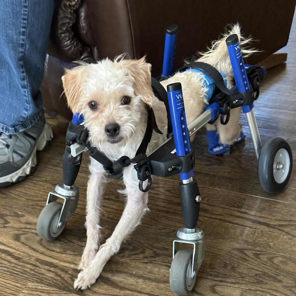 Meet Roly & Poly, pups embracing life with unwavering spirits! 🐾 Born with cerebellar hypoplasia, these brothers are on a journey, seeking experienced and patient adopters. ♿️ 💙

ow.ly/53t950QfL7q

#dogsoftwitter #adoptdontshop #tlctuesday #animalrescue