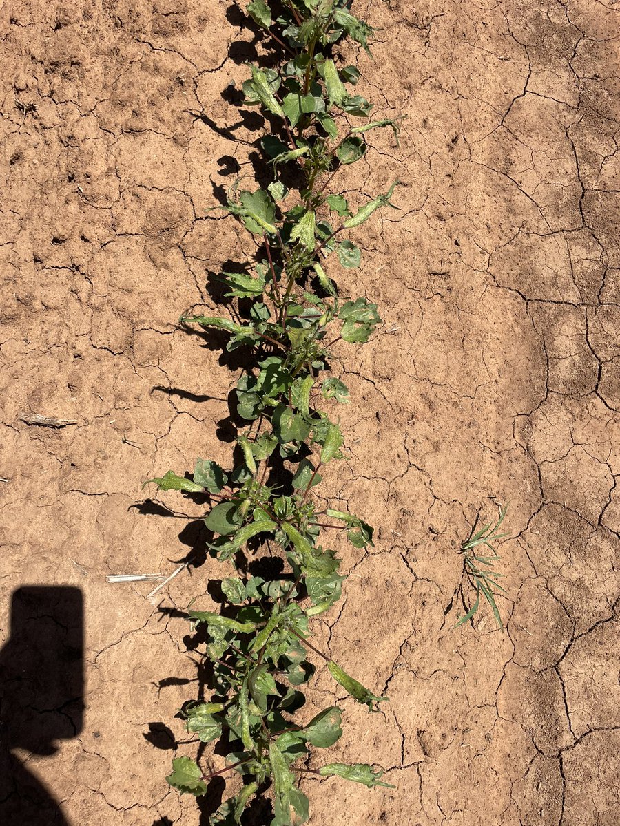 Emma Ayliffe tweet media