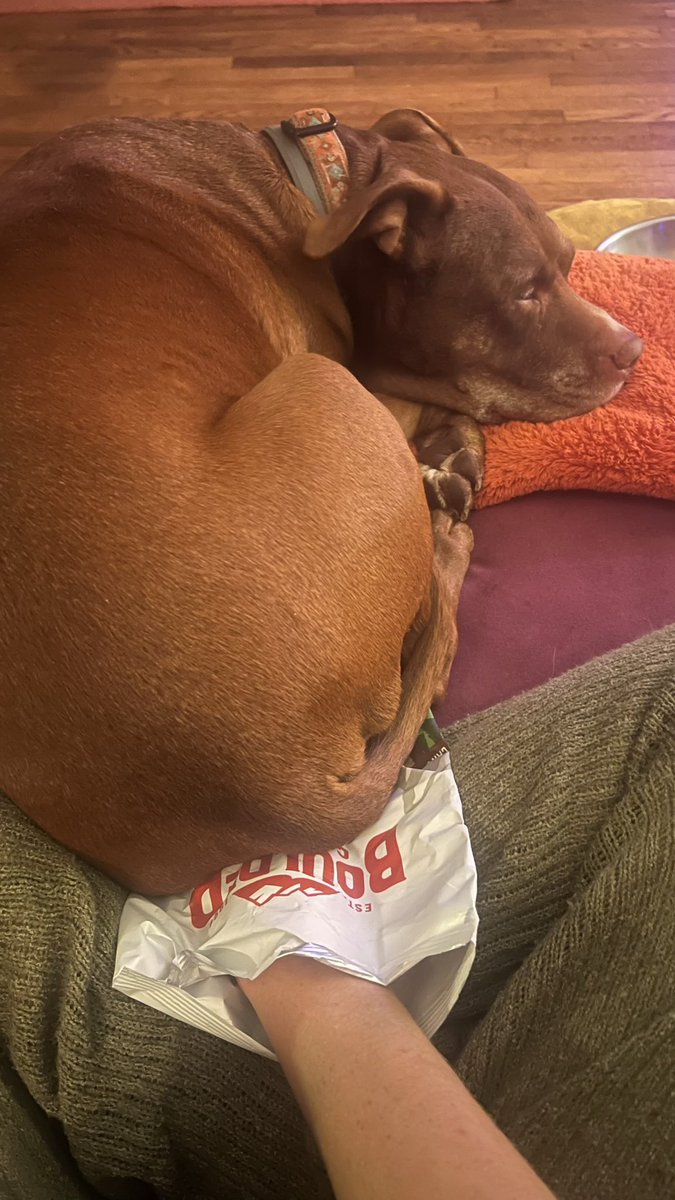 Piggy not only sat ON my hand but while it was IN a bag of chips 😭🥲 dog auntie life lol