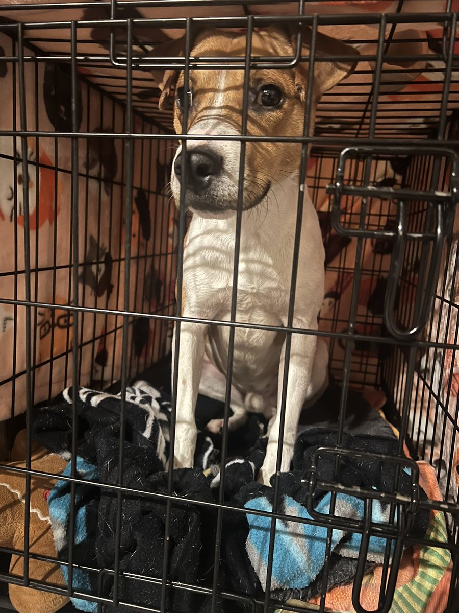 Pkav3's tweet photo. This little guy wandered down the right street Sunday and found his way into me and @Chelsea_Kav’s world. 

Appears to be crate trained and has been perfectly fine with our kids. 

We already have our share of dogs and are looking to find him a home. Jax shelters are full. https://t.co/E0JF6j1Vlg