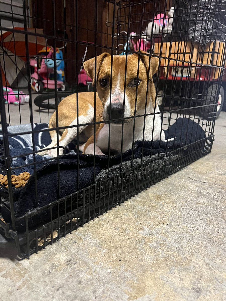 Pkav3's tweet photo. This little guy wandered down the right street Sunday and found his way into me and @Chelsea_Kav’s world. 

Appears to be crate trained and has been perfectly fine with our kids. 

We already have our share of dogs and are looking to find him a home. Jax shelters are full. https://t.co/E0JF6j1Vlg