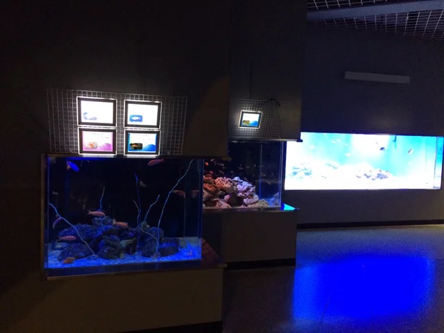 LEDcardrona's tweet photo. 水族館の生物紹介パネルとしても！！様々な場面で大活躍のLEDパネル！本日もご注文お待ちしております！ https://t.co/naj8LCSS2C #LEDパネル #LEDライトパネル #飲食店看板 #LEDパネルのカードローナ #看板施工 #13時迄のご注文で即日発送 #大量在庫 https://t.co/CVNlaL8Paf
