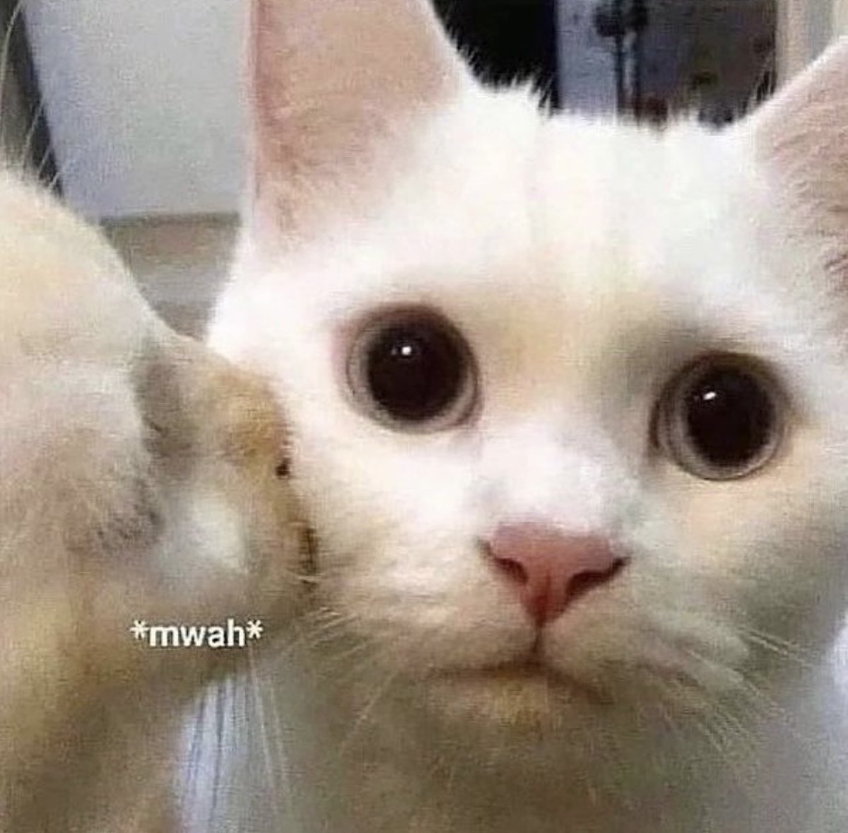 💖 (@twaniimals) on Twitter photo 