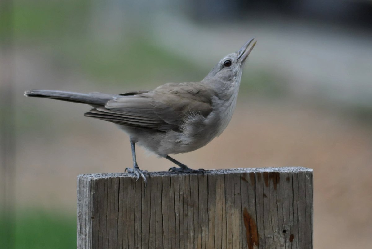 My native plants bring all the birds to the yard . . . ♫ Currently being serenaded by perhaps the finest songbird in Tasmania. Grey Shrikethrush.