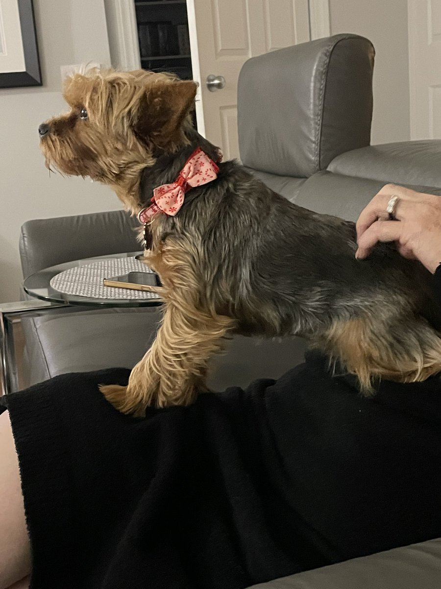 Lille1947's tweet image. Heaven!!  A soothing back scratch while you watch a Hallmark movie!
#heaven #backscratch #Yorkie
