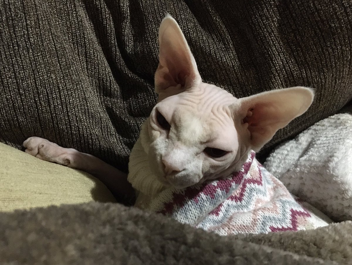 QueenofSphynx's tweet photo. What do guys think of new sweeter? https://t.co/wDkjI4pZsq
