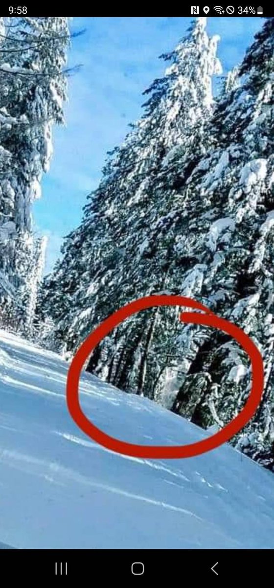 symphorik's tweet photo. Look how well it blends in! 
-
The human eyes rely on movement a lot to see anything, so if any animal not just Sasquatch stands still the chances of us seeing it, drops drastically. 
-
#Sasquatch #Bigfoot #SasquatchExists #YETI #Theyarereal https://t.co/o4wbhw2nZd