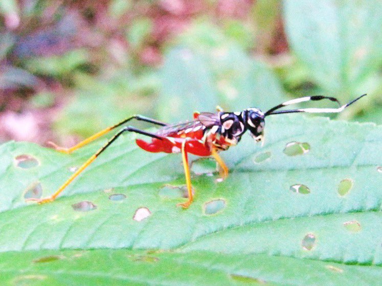 crevicedwelling's tweet photo. @pbeasleyhall my favorite mimetic orthopteran is A. velutina. early instars mimic ichneumons, while late instars have fake wings, and adults + late instars have green markings that give the impressions of waists! blew my mind when I first saw photos of them https://t.co/eZ1mAJdqjq