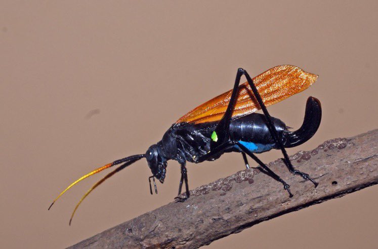 crevicedwelling's tweet photo. @pbeasleyhall my favorite mimetic orthopteran is A. velutina. early instars mimic ichneumons, while late instars have fake wings, and adults + late instars have green markings that give the impressions of waists! blew my mind when I first saw photos of them https://t.co/eZ1mAJdqjq