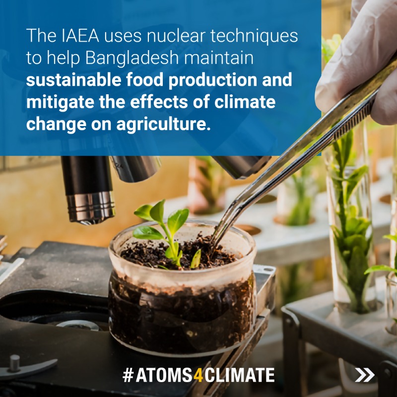 iaeaorg's tweet photo. 🌾 High quality and climate-resilient crops help feed the world's growing population. Visit this interactive page to learn how we use nuclear techniques to enhance food production in Bangladesh: https://t.co/nDg4CO6trr

#Atoms4Climate #COP28