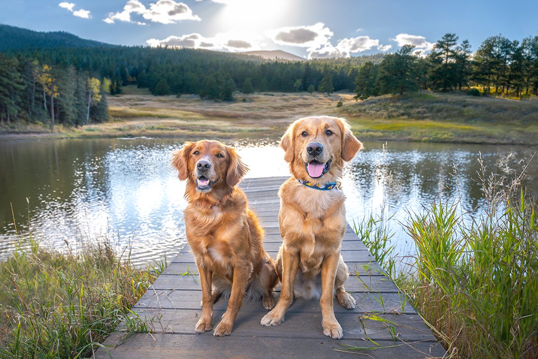KHoglund_Photo's tweet photo. Do you have more than one dog? Let me photograph them together! #denver #denverdog https://t.co/DCmG7yXlq4 https://t.co/gVBRI9MP5j
