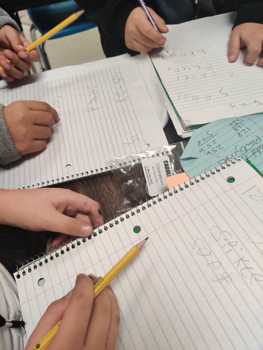 hixsecondgrade's tweet image. Scientists observing seeds and learning how seeds travel. @LundquistJess @NISDCarlosCoon @MarkGarcia0569