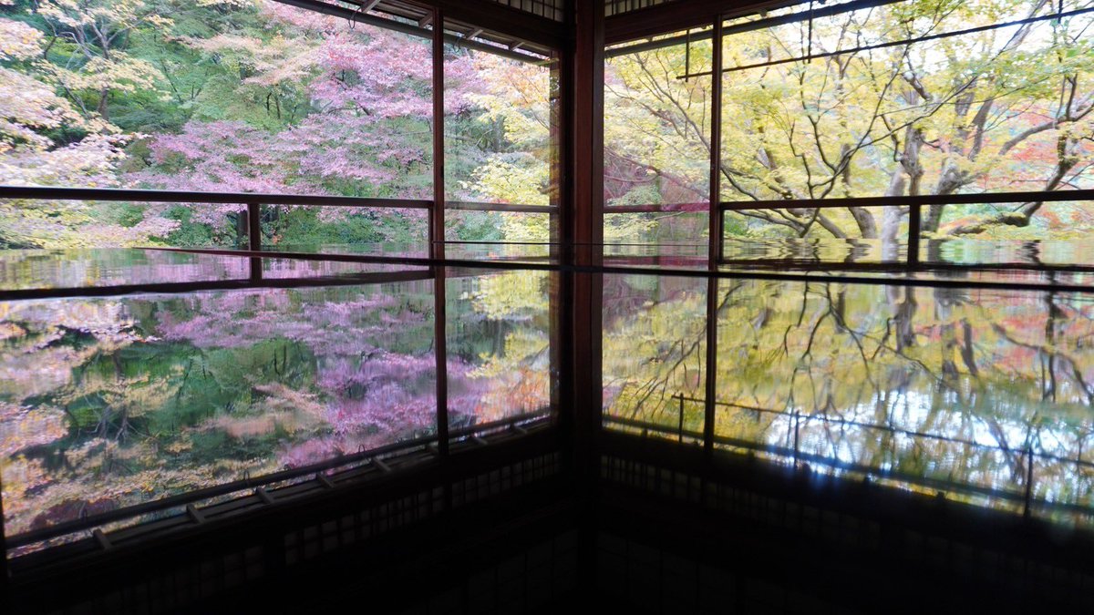 先日、久々にキャンプではなく秋の京都を満喫してきました！
秋の京都はやっぱり人がすごい😳
写真は念願の瑠璃光院！！

#京都
#紅葉
#瑠璃光院
#もみじ
#japan
#kyoto 
#autumnleaves