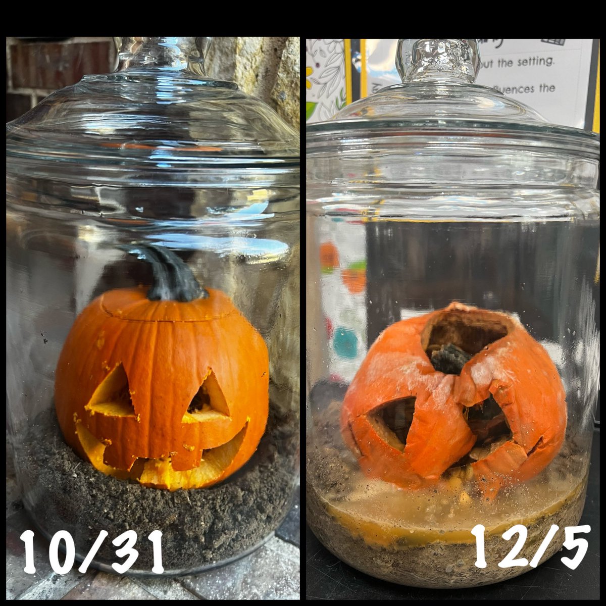 Cortney Barber (@cortney_barber7) on Twitter photo We’re 5 weeks in to our decomposing pumpkin/life cycle project! <a href="/CLESLilTexans/">Clara Love ES</a> <a href="/NISDScience/">NISD Science</a> We’re 5 weeks in to our decomposing pumpkin/life cycle project! <a href="/CLESLilTexans/">Clara Love ES</a> <a href="/NISDScience/">NISD Science</a>
